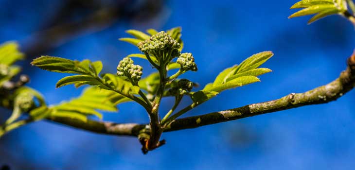 Seasonal spring trail at Westonbirt