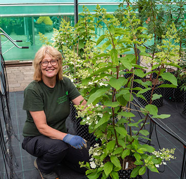 Penny, Propagator Penny, Propagator