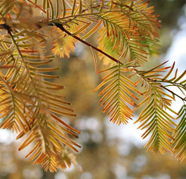 Dawn redwood in autumn