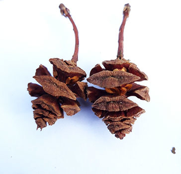 Detail of last year female cone producing viable seeds