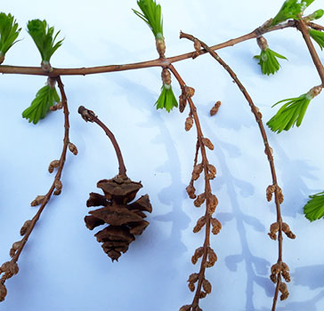 Last year's mature female seed cones on the left, twig with emerging new leaves and male pollen cones ‘catkins’ on the right