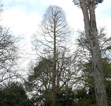 Picture of the tree 240051, still winter looking from a distance, but with fresh green needles emerging when seen up-close