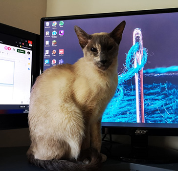 Some have more challenges than others working from home - Chloe's cat likes 'helping out'!