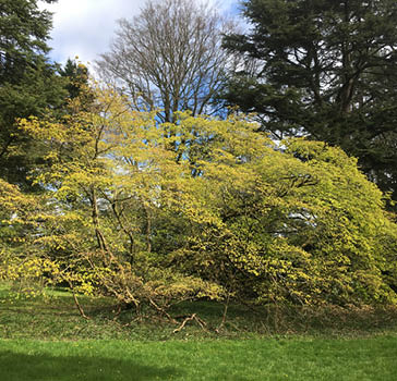 A flushing full moon maple (Acer japonicum ‘Vitifolium’) near Lodge Gates in the Old Arboretum