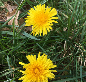 And even the humble dandelion (Taraxacumofficinale) in Silk Wood