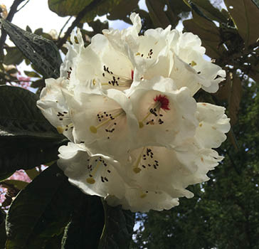 Rhododendron sp. near Savill Glade