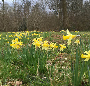 Wild daffodils near Silk Wood Barn