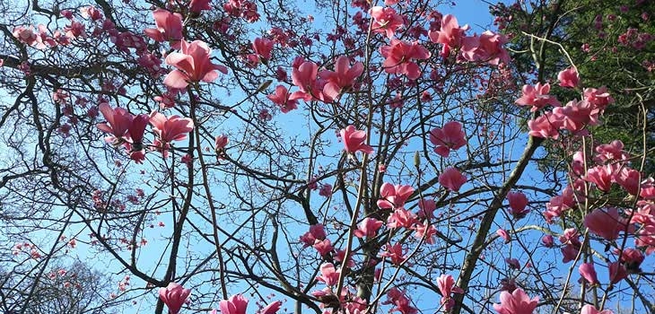 Westonbirt Hope, a new hybrid Magnolia tree in bloom with large cup shaped pink flowers set against a clear pale blue sky