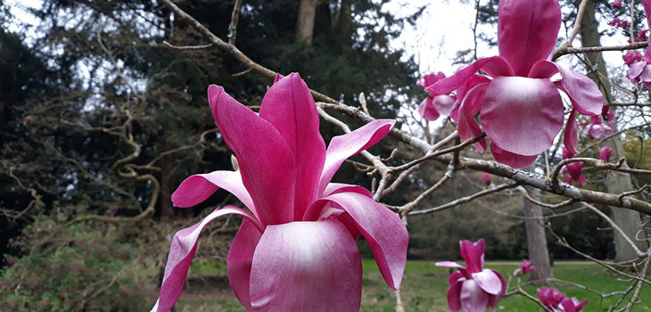 Westonbirt Hope, a new hybrid Magnolia tree in bloom with large cup shaped deep pink flowers. The silk like flowers are splayed out