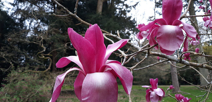 Magnolia sprengeri × campbellii