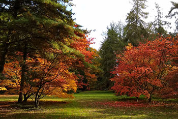 Teaming up to Protect Trees for Future Generations 