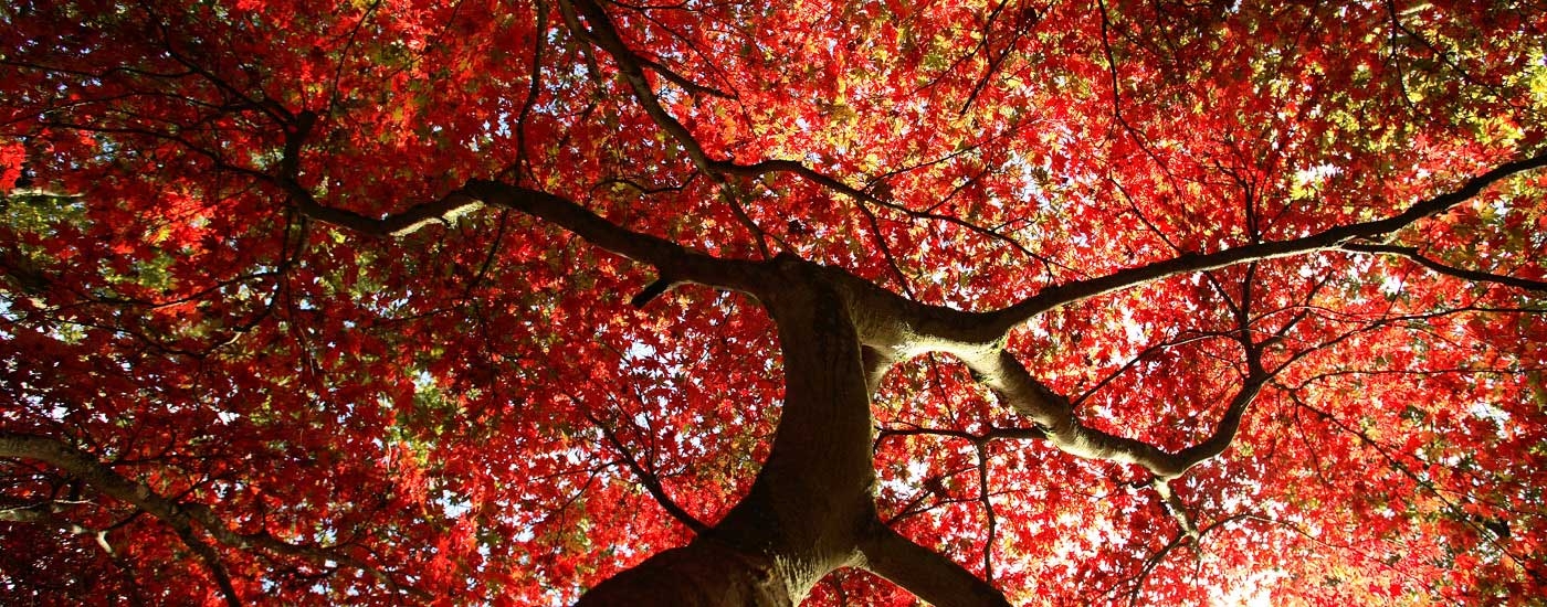 Autumn at Westonbirt Arboretum