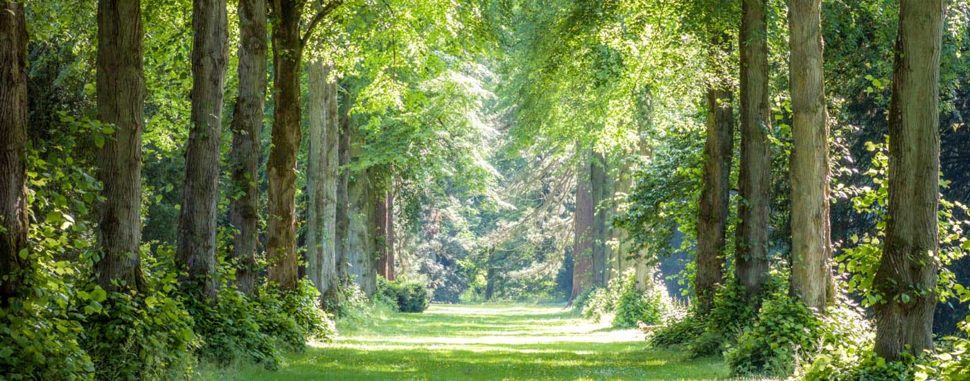 Summer at Westonbirt Arboretum