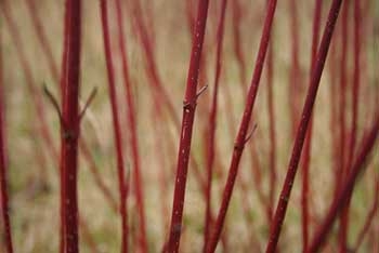 Winter highlights: Dogwood