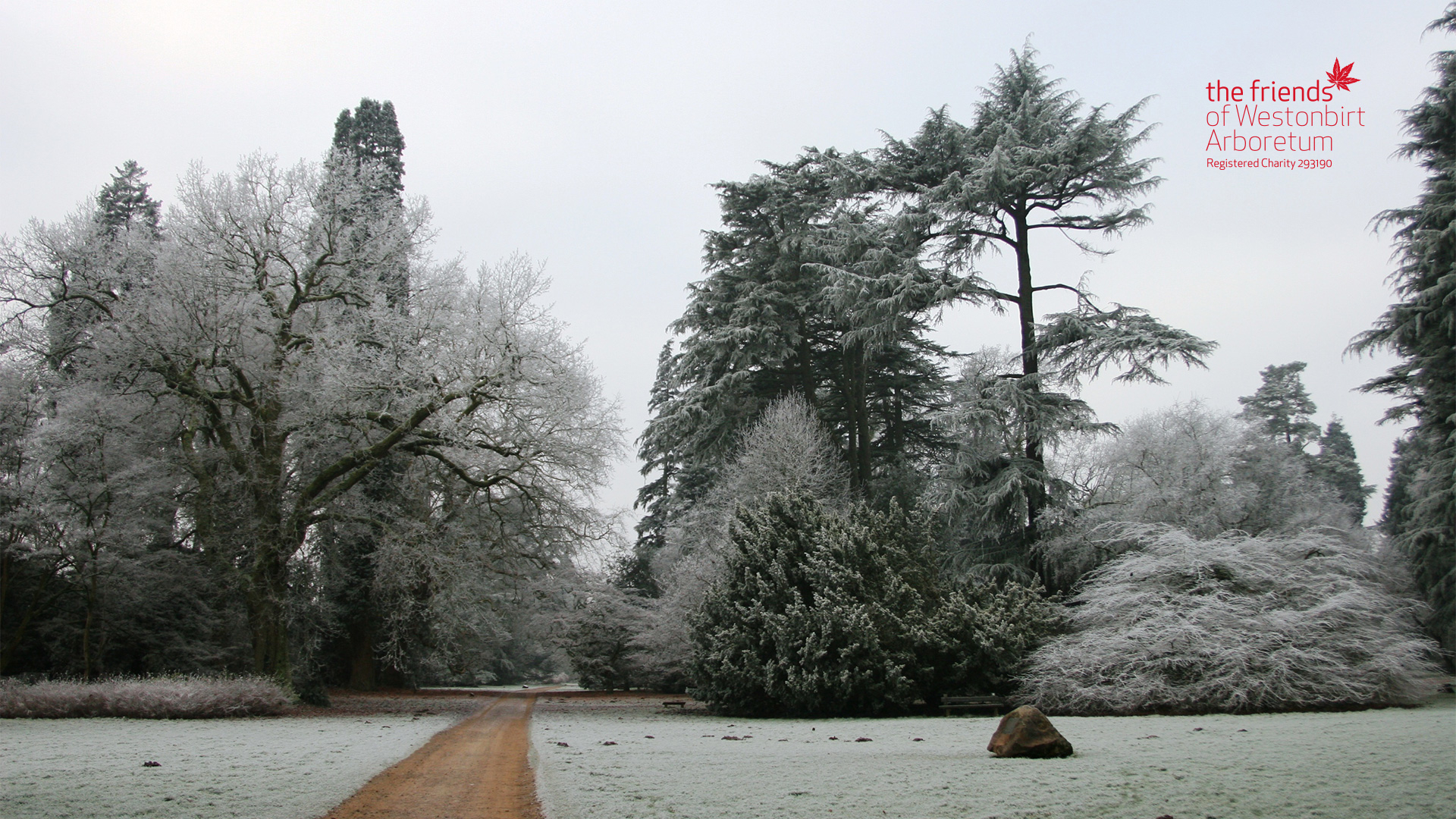 A winter scene at Westonbirt Arboretum