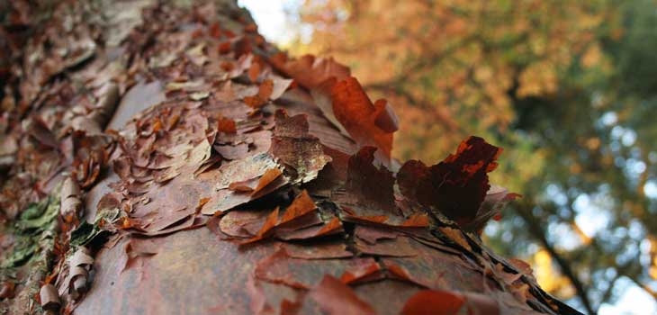 Paperbark maple