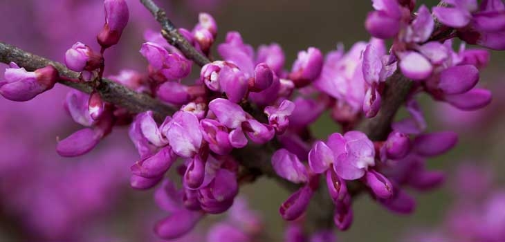 Clusters of small, deep pink-purple pea-flowers of the Judas tree 