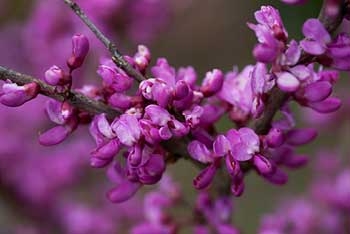 Spring highlights: Judas tree