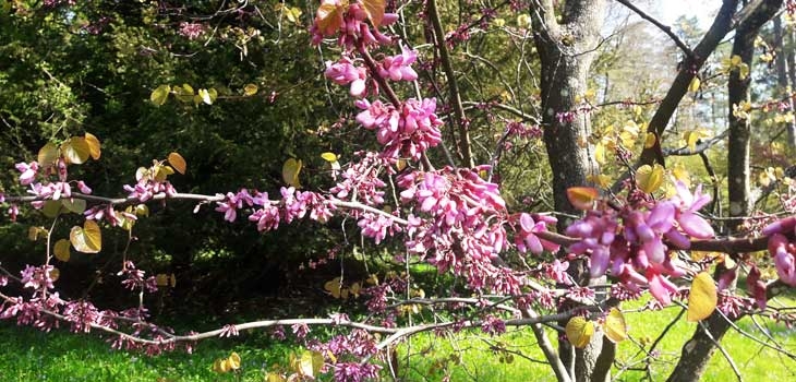 Clusters of small, deep pink-purple pea-flowers on branches of the Judas tree 