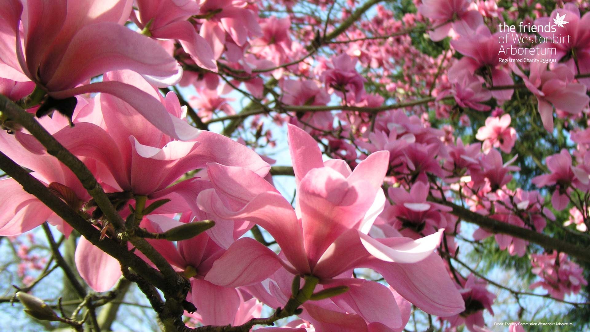Hundreds of dusty pink magnolia flowers cover the tree's branches