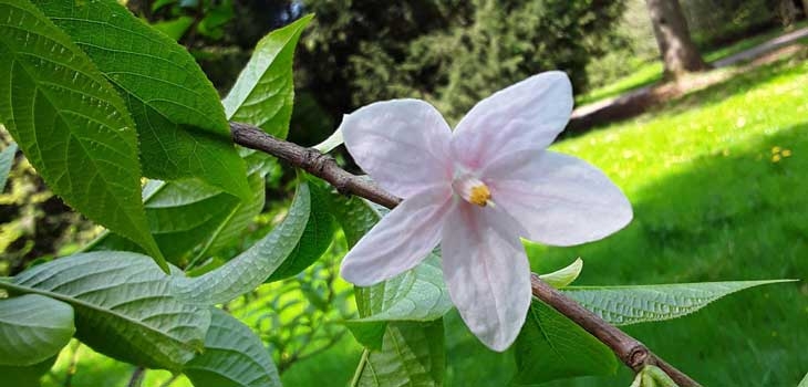 Chinese parasol pale pink flower