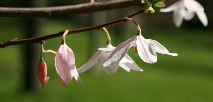 Chinese parasol pale pink flowers