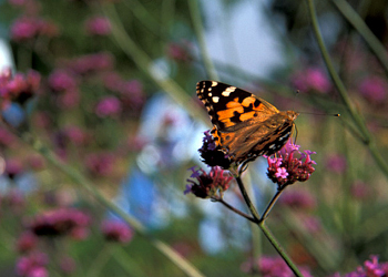 Conserving biodiversity