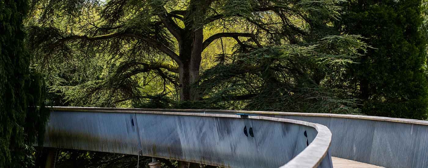 Treetop Walkway at Westonbirt Arboretum