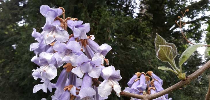 Foxglove tree