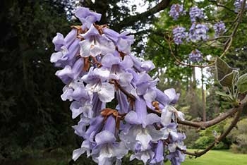 Spring highlight: Foxglove tree