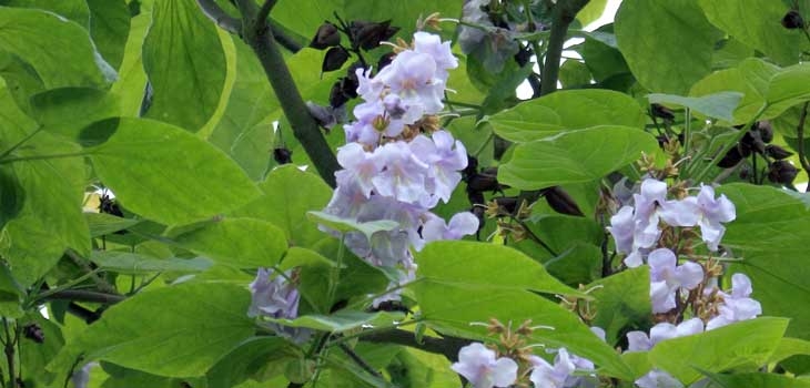 Foxglove tree