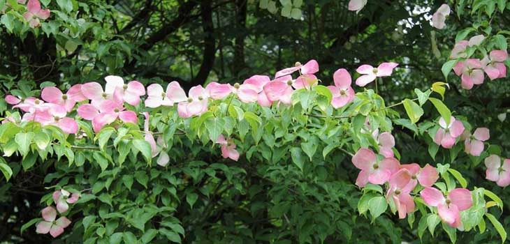 Flowering dogwood