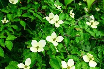 Summer highlight: Flowering dogwood