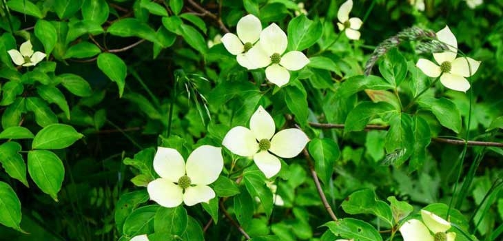 Flowering dogwood