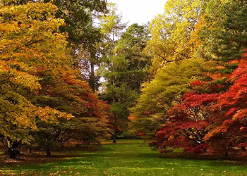 Autumn at Westonbirt Arboretum