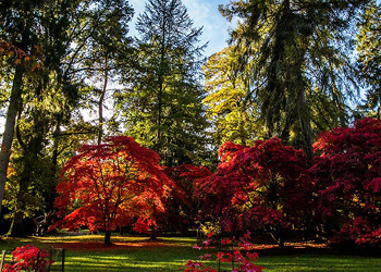 Autumn at Westonbirt Arboretum