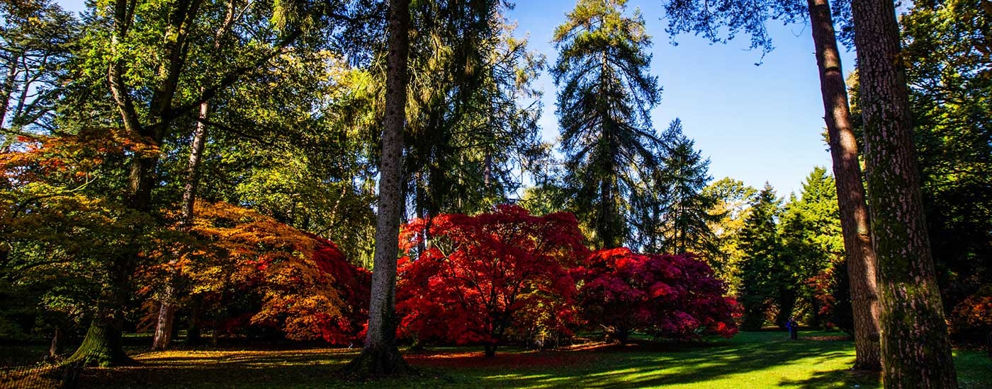 Autumn at Westonbirt Arboretum