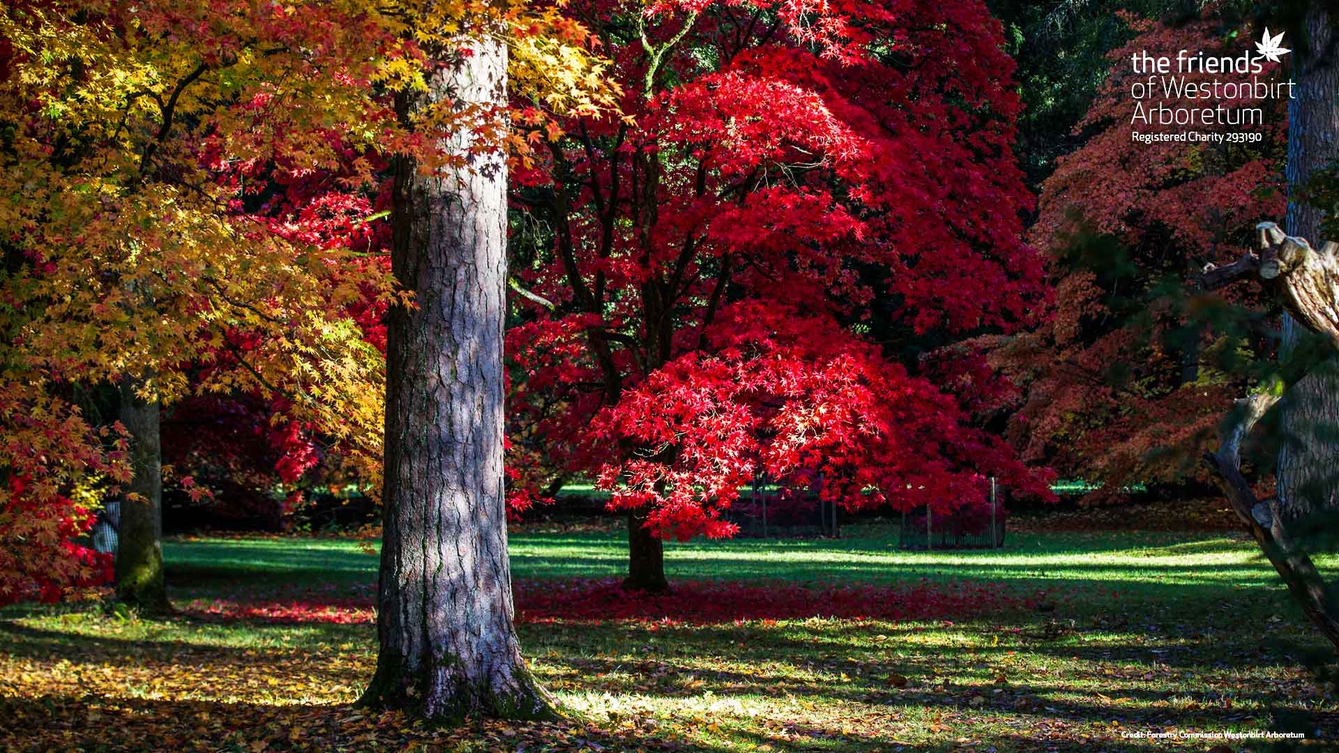Autumn colour at Westonbirt Arboretum