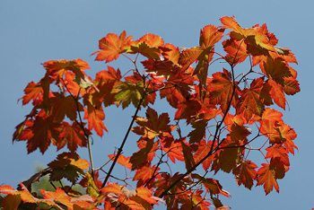 Autumn highlight: Japanese maple ‘Vitifolium’