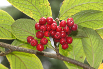 Autumn highlight: Hollyberry cotoneaster