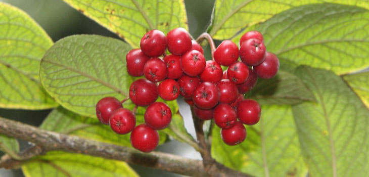 Hollyberry cotoneaster