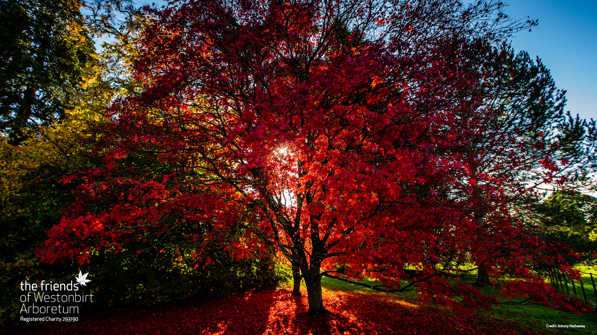Autumn colour at Westonbirt Arboretum