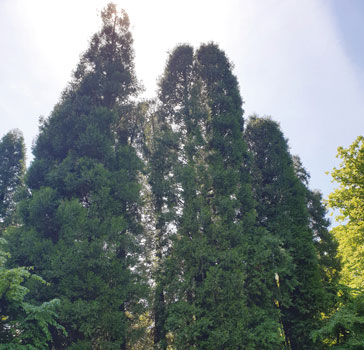 Incense cedar