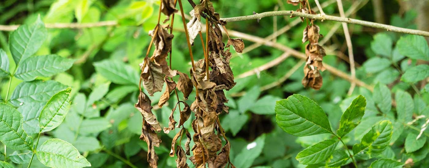 Chalara ash dieback