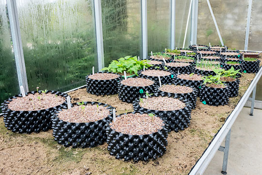 Propagation at Westonbirt Arboretum