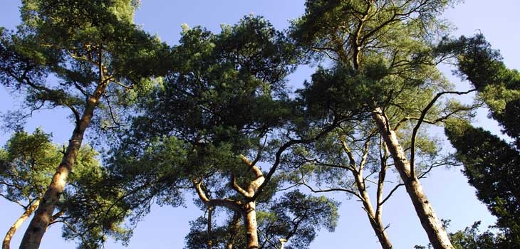 Scots pine