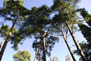 Winter highlight: Scots pine