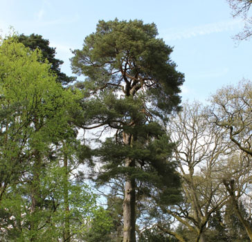 Scots pine