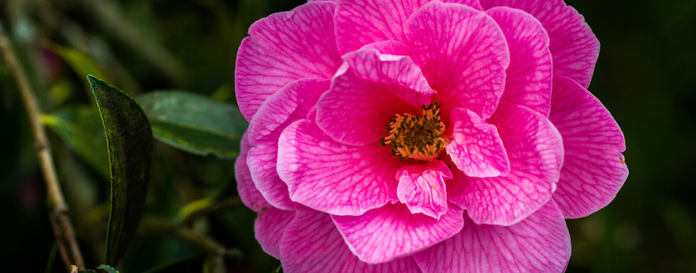 Pink flower at Westonbirt Arboretum