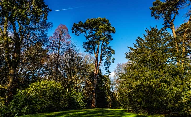 Work in the beautiful Westonbirt Arboretum A red maple tree at Westonbirt Arboretum